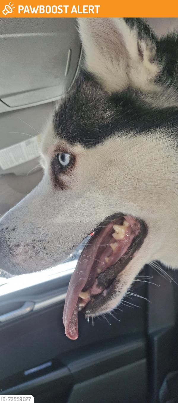 Found/Stray Male Dog last seen Berry and Valdai St, Saddle Rock Ridge, CO 80015