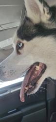 Found/Stray Male Dog last seen Berry and Valdai St, Saddle Rock Ridge, CO 80015