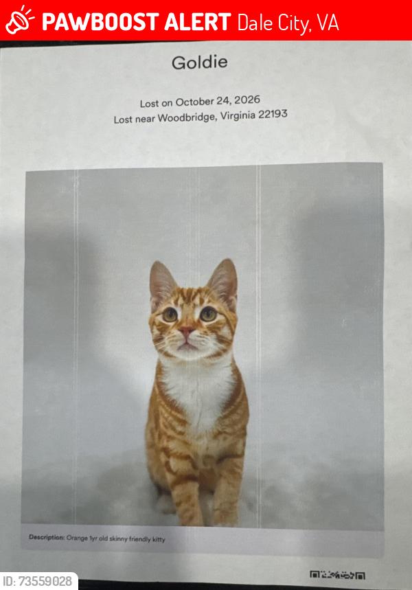 Lost Male Cat last seen Marilyn, Dale City, VA 22193