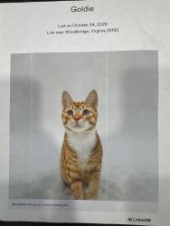 Lost Male Cat last seen Marilyn, Dale City, VA 22193