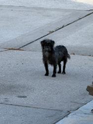 Found/Stray Female Dog last seen La Arbre Ln, Harris County, TX 77388