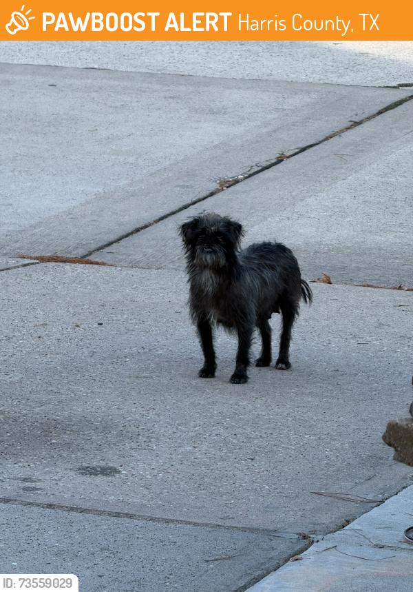Found/Stray Female Dog last seen La Arbre Ln, Harris County, TX 77388