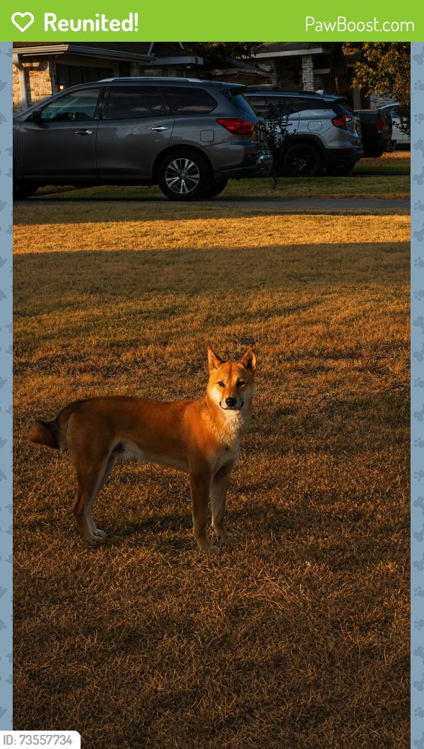 Reunited Male Dog last seen Meadowbend Dr, Cedar Hill, TX 75104