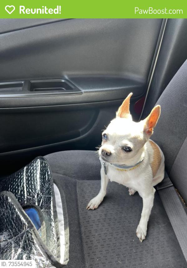 Reunited Female Dog last seen Mariposa Ave, Citrus Heights, CA 95621