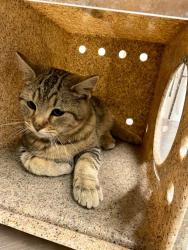 Shelter Stray Male Cat last seen Near N 4000 W, West Point, UT 84015, USA, 1422 E 600 N, Fruit Heights, UT 84037, USA