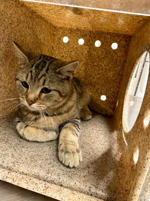 Shelter Stray Male Cat last seen Near N 4000 W, West Point, UT 84015, USA, 1422 E 600 N, Fruit Heights, UT 84037, USA