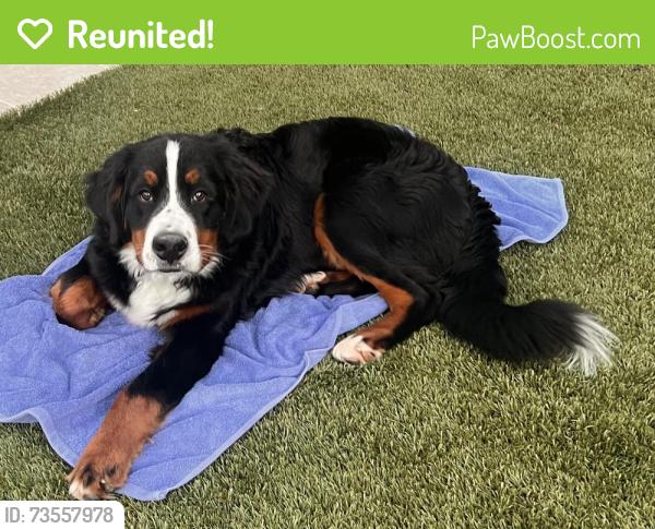 Reunited Male Dog last seen Taylor Blvd and Townsend Place, Lafayette, CA 94549