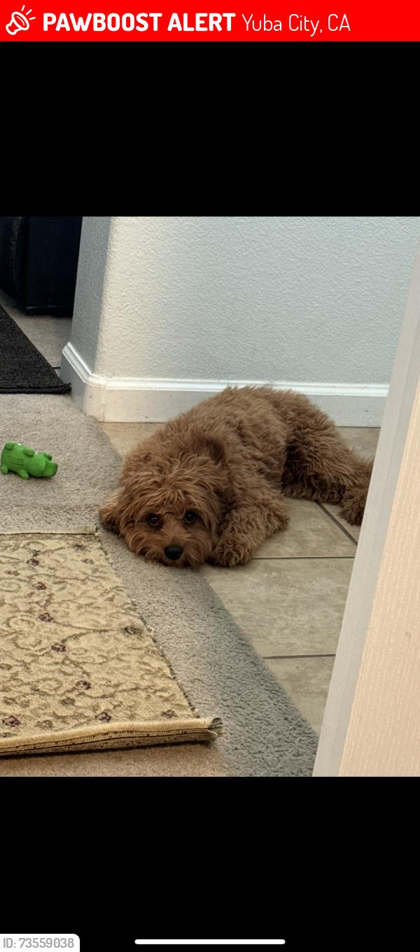 Lost Male Dog last seen Near Mcune, Yuba City, CA 95993