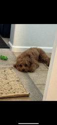 Lost Male Dog last seen Near Mcune, Yuba City, CA 95993