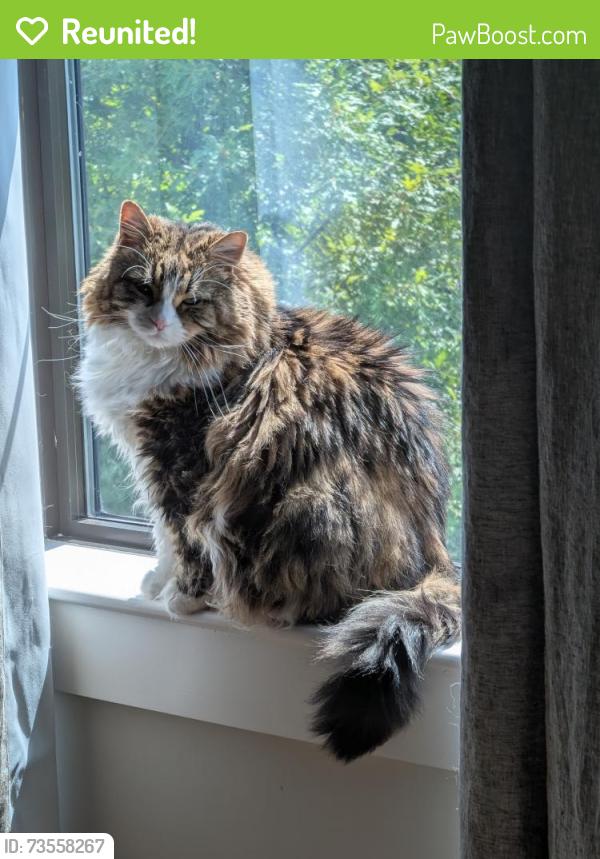 Reunited Female Cat last seen Merritt and Pillow, Nashville, TN 37203