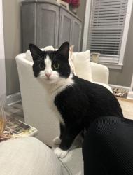 Reunited Female Cat last seen davencroft subdivision, Winterville, NC 28590