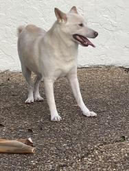 Reunited Male Dog last seen Arthur and 28, Hollywood, FL 33020