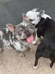 Lost Male Dog last seen Stone gate community, Houston, TX 77095