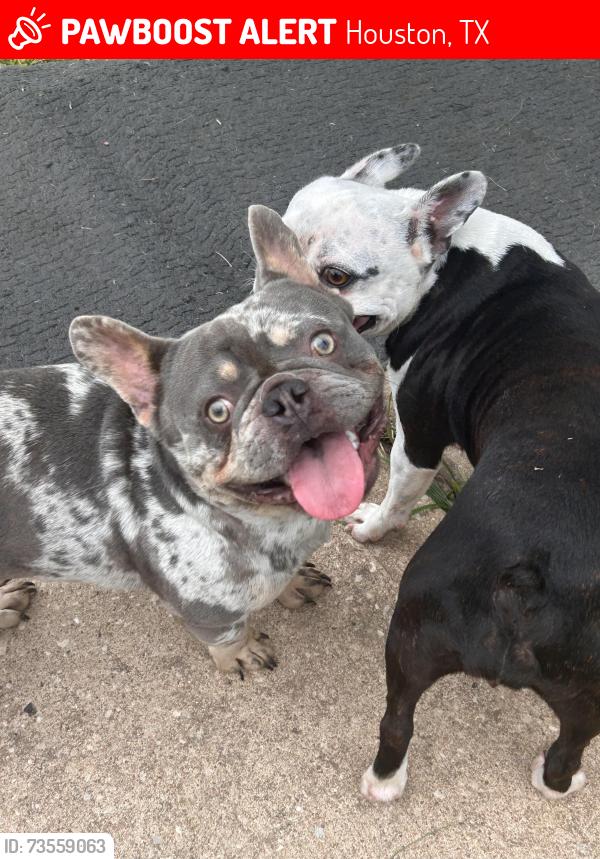 Lost Male Dog last seen Stone gate community, Houston, TX 77095
