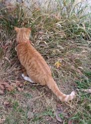 Found/Stray Unknown Cat last seen Paris and Forest Preserve, Chicago, IL 60634