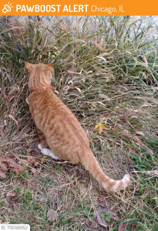 Found/Stray Unknown Cat last seen Paris and Forest Preserve, Chicago, IL 60634