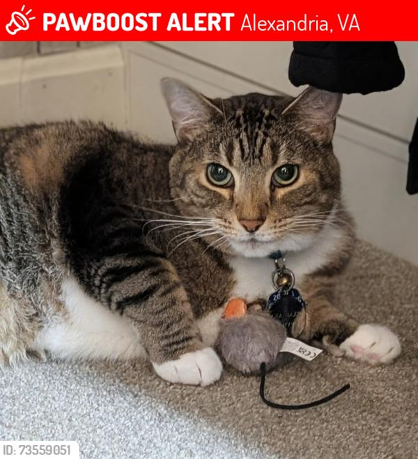 Lost Male Cat last seen Rose Hill neighborhood, Near Splitrock and Greendale a block off Telegraph, Alexandria, VA 22310