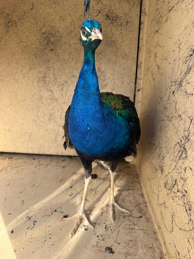 Shelter Stray Male Bird last seen , 8485 E Reno Ave, Midwest City, OK 73110, USA