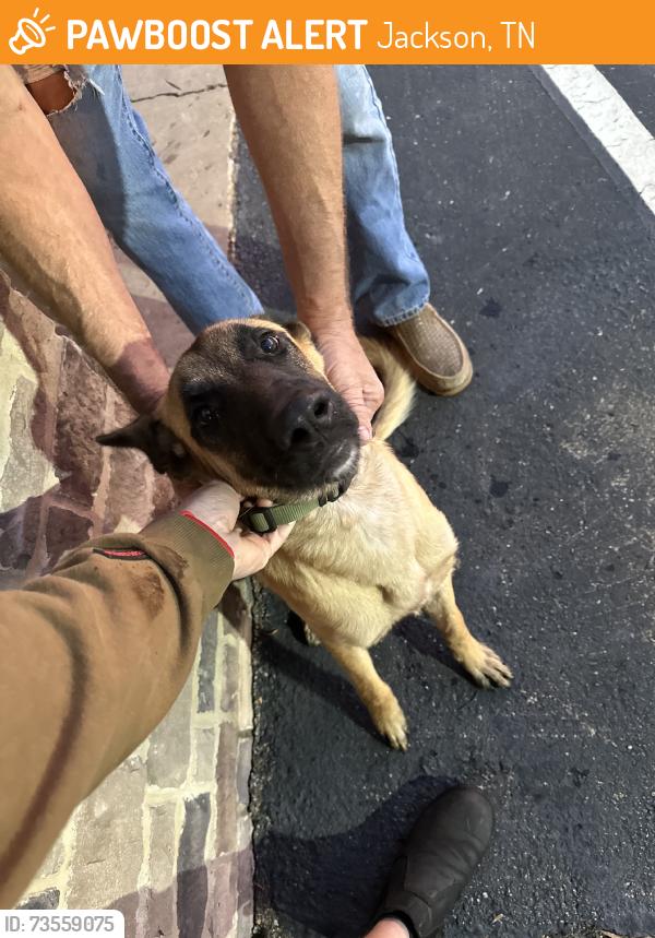 Found/Stray Male Dog last seen Kbs auto service, Jackson, TN 38305
