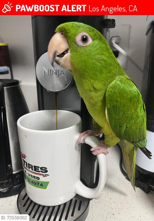 Lost Unknown Bird last seen Kittridge st & hinds ave, Los Angeles, CA 91606
