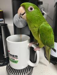 Lost Unknown Bird last seen Kittridge st & hinds ave, Los Angeles, CA 91606