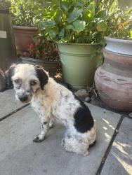 Found/Stray Female Dog last seen Oleander, Fontana, CA 92336