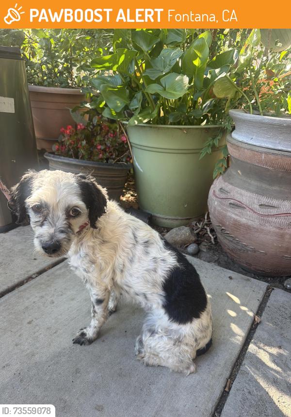 Found/Stray Female Dog last seen Oleander, Fontana, CA 92336