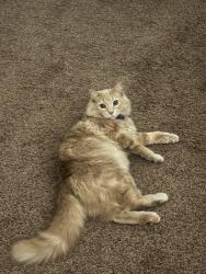 Reunited Male Cat last seen Walker ct north, Waxahachie, TX 75167