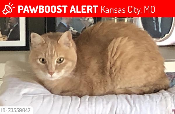 Lost Male Cat last seen NE 68th Terrace and Woodland Avenue, Kansas City, MO 64118