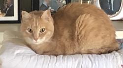 Lost Male Cat last seen NE 68th Terrace and Woodland Avenue, Kansas City, MO 64118