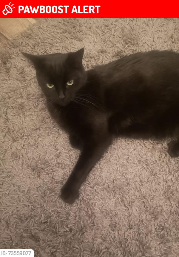 Lost Male Cat last seen Beech Grove,, South Bank, England 