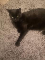 Lost Male Cat last seen Beech Grove,, South Bank, England 