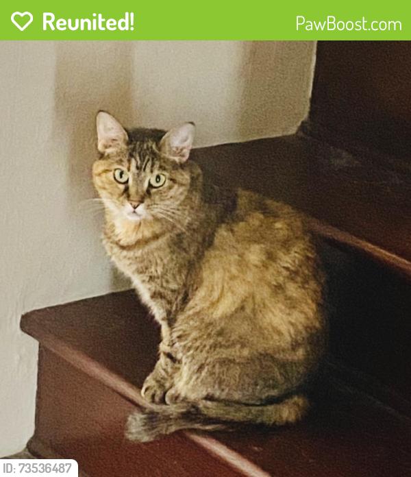 Reunited Female Cat last seen Big Oak and Oak Lake, Maury County, TN 37174
