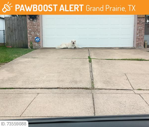 Found/Stray Unknown Dog last seen Near S Edelweiss, Grand Prairie, TX 75052