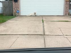 Found/Stray Unknown Dog last seen Near S Edelweiss, Grand Prairie, TX 75052