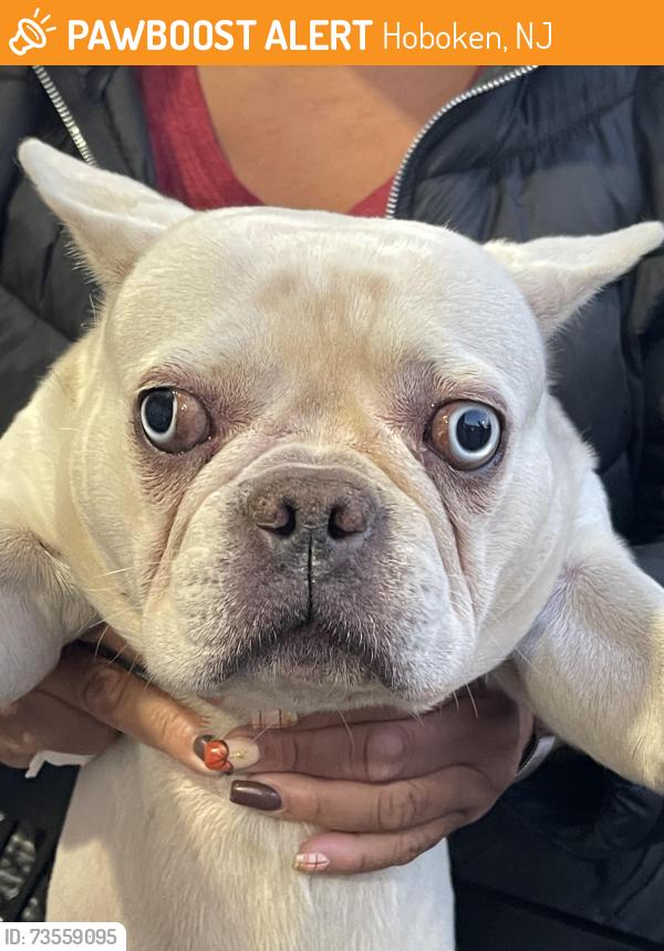 Found/Stray Male Dog last seen 9th and Madison Hoboken NJ, Hoboken, NJ 07030