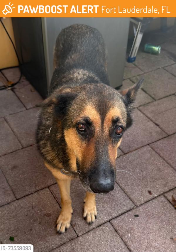 Found/Stray Female Dog last seen SW 24th Ave & SW 15th CT, Fort Lauderdale, FL 33312