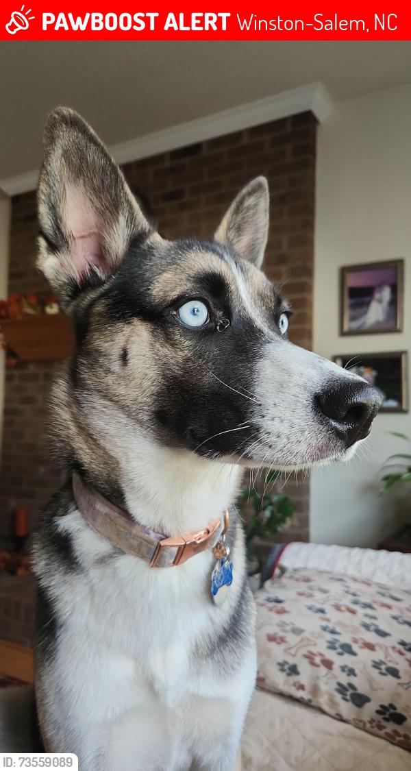 Lost Female Dog last seen Fieldstone, Winston-Salem, NC 27127