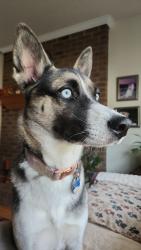 Lost Female Dog last seen Fieldstone, Winston-Salem, NC 27127