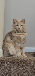 Reunited Male Cat last seen Walker Ct., Waxahachie, TX 75167