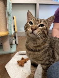 Lost Male Cat last seen 62nd and California St, Alcatraz St, Berkeley, CA 94703