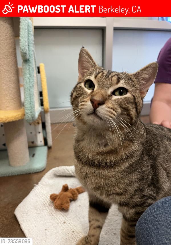 Lost Male Cat last seen 62nd and California St, Alcatraz St, Berkeley, CA 94703