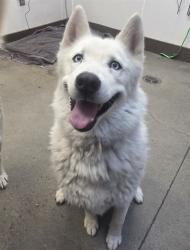 Shelter Stray Female Dog last seen , 4000 N Silverbell Rd, Tucson, AZ 85745, USA