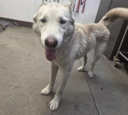 Shelter Stray Male Dog last seen , 4000 N Silverbell Rd, Tucson, AZ 85745, USA