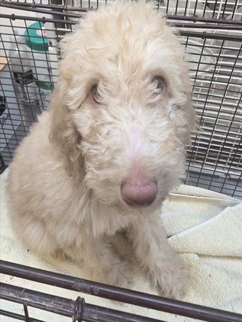 Shelter Stray Female Dog last seen , 4000 N Silverbell Rd, Tucson, AZ 85745, USA