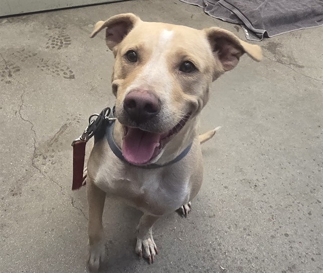 Shelter Stray Female Dog last seen , 4000 N Silverbell Rd, Tucson, AZ 85745, USA