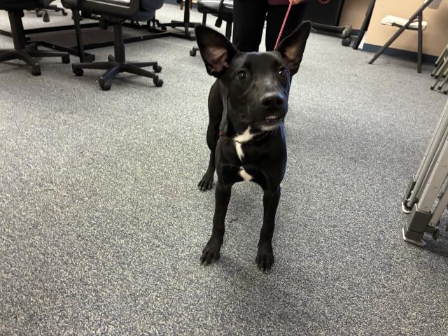 Shelter Stray Female Dog last seen NAVAJO X WIGWAM, 227 N D St, Perris, CA 92570, USA