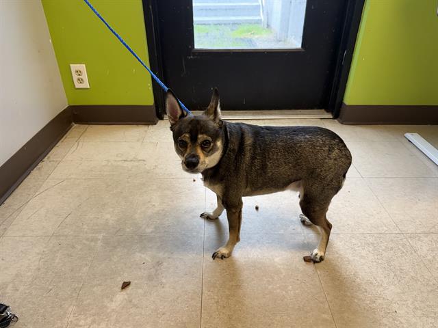 Shelter Stray Male Dog last seen Near BLOCK 35TH PL S, KENT WA 98032, 21615 64th Ave S, Kent, WA 98032, USA