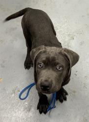 Shelter Stray Female Dog last seen CONFINED ON VAN BUREN, 2600 NE Perry Ave, Peoria, IL 61603, USA