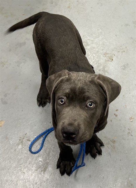 Shelter Stray Female Dog last seen CONFINED ON VAN BUREN, 2600 NE Perry Ave, Peoria, IL 61603, USA